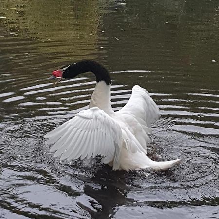 Cabanas Parque Salto Del Laja El Manzano  Zewnętrze zdjęcie