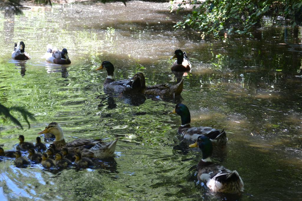 Cabanas Parque Salto Del Laja El Manzano  Zewnętrze zdjęcie